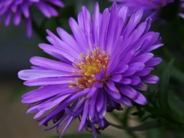 Aster Price Rallying: What's Driving the Surge and Fan Reactions