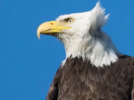 Alaska Permanent Fund: Amount, Dividends, and What's Coming in 2025