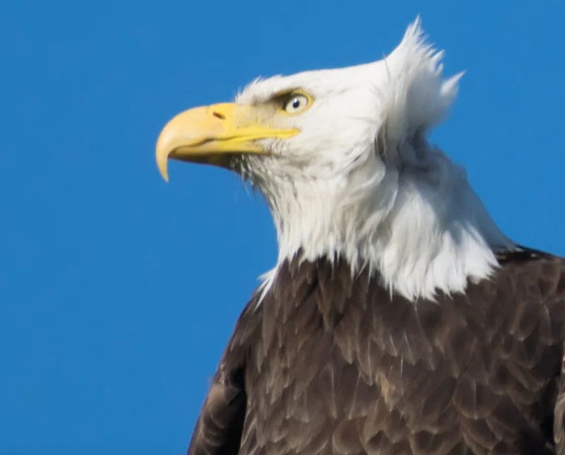 Alaska Permanent Fund: Amount, Dividends, and What's Coming in 2025